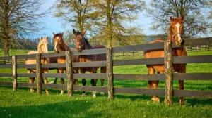Two horses in a paddock